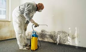 Why You Should Choose Our Mold Remediation Services in Morton, TX